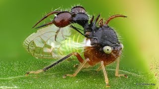 Antmimicking treehopper from Ecuador [upl. by Dinah]