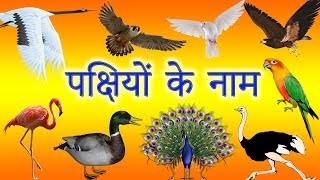 Learn Birds Names In Hindi  पक्षियों के नाम  Pakshiyon Ke Naam  Hindi Birds Names  पक्षी के नाम [upl. by Hyacintha]