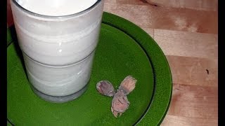 Haselnussmilch  Mandelmilch einfach selber machen Raw Vegan Hazelnut  Almond Milk [upl. by Bunde679]