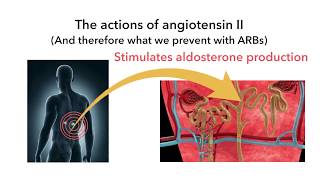 Losartan candesartan and other sartan angiotensin blocking medications [upl. by Pazice]