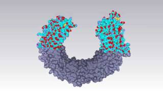 Molecular surface of tolllike receptor [upl. by Holcman86]