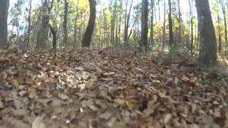 Suwannee River State Park  Big Oak Trail [upl. by Hettie]