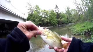 creek fishing London Ontario [upl. by Laynad]