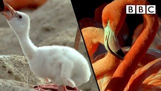 How baby flamingos get their pink colour  Animal Super Parents  BBC [upl. by Einama]