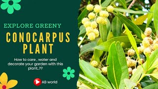 What is Conocarpus Plant  Conocarpus tree Planting and Growth  Conocarpus Tree Benefits [upl. by Leatri891]