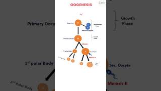 oogenesis class 12 I oogenesis I oogenesisoverview shorts youtubeshorts [upl. by Aseiram]