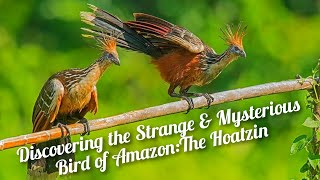 The Hoatzin Bird A Strange and Unique Creature of the Amazon [upl. by Prager]