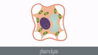 Passive Transport Part 2 [upl. by Muffin]