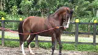 caballo de paso costarricense lancero [upl. by Nnylekoorb]