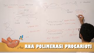 RNA polimerasi regolazione della trascrizione nei procarioti [upl. by Trip326]