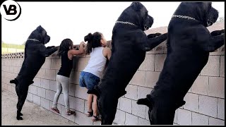 This Is How Territorial These Dogs Can Get [upl. by Zarla]