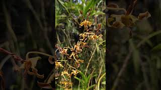 Dendrobium spatulata hybrid flowers orchid [upl. by Pepe]