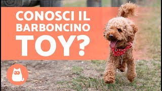 TUTTO sul Barboncino TOY 🐩 Cure e curiosità [upl. by Dorri]