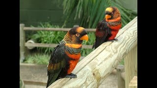 Dusky Lorikeets  Banded Lories At Mysore Zoo [upl. by Ledif]