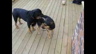 World Biggest Dog Rottweiler Speaks [upl. by Inwat]