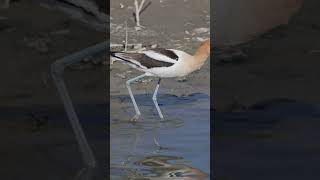 The Beautiful World Of the Avocet Bird [upl. by Schweitzer115]