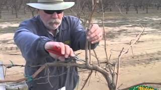 Pruning Grapes 2014 [upl. by Noret917]