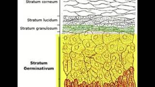 The Epidermis [upl. by Nelleus579]