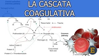 45 La cascata coagulativa 350 min [upl. by Sherill223]