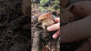 fungiporciniboletusгрибыnaturemushroomsasmrhribi part 27 [upl. by Eimmak238]