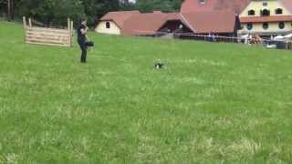 Hütehunde Vorführung mit zwei Border Collies [upl. by Jasun]