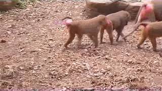 Papionbabuino en el Zoologico de Cali [upl. by O'Driscoll810]