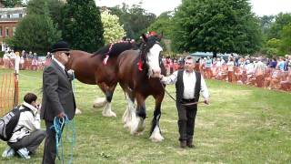 Hertfordshire Heavy Horse Show June 2011 at Capel Manor College Parading Shire Horses in HandMOV [upl. by Eimmelc]