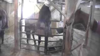 Horses Dancing To Country Music [upl. by Bowler]