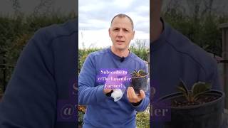 How to propagate Weigela plants flowers garden gardening weigela propagating [upl. by Palocz458]