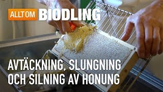 Avtäckning slungning och silning av honung  Biodling [upl. by Yllitnahc]