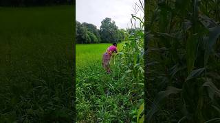 maize plants [upl. by Popele]