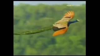 Peacock Flying High Watch the Amazing Peacock Flight [upl. by Alleciram]