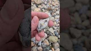 Huge Brachiopod Shell On The River [upl. by Akenna]