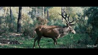 Cerfs biches chevreuils et sangliers filmés avec un piège photo Bushnell [upl. by Aicilehp528]