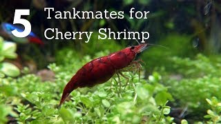 5 Tankmates for Cherry Shrimp Neocaridina [upl. by Etselec]