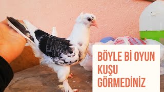 Damgalı Güvercinin Yavrusu Ve yeni getirdiğim Kuşların kanat Bantlarını açtım [upl. by Bobette]