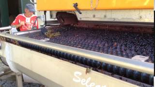 2016 Bordeaux vintage merlot grapes being sorted at Château Dutruch Grand Poujeaux [upl. by Minda]