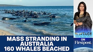 160 Whales Beach Themselves on Western Australian Coast  Vantage with Palki Sharma [upl. by Markson853]