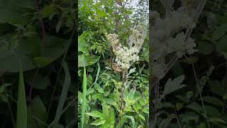 Bees love Meadowsweet at this time of year [upl. by Lareena]