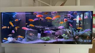 Malawi cichlid tank  Buntbarsch Aquarium [upl. by Rise211]