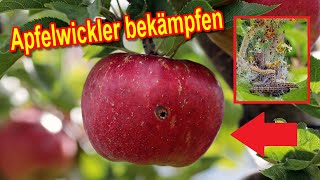 Apfelwickler natürliche bekämpfen am Obstbaum  Obstmaden vorbeugen und entfernen [upl. by Lartnom671]