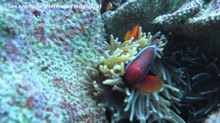 Tomato Clownfish and Sea Anemone [upl. by Dickie]