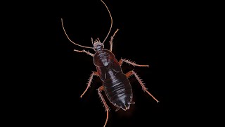 Cucaracha [upl. by Ryann35]