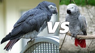 Congo african grey vs Timneh african grey [upl. by Jeanelle]