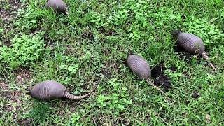 Keep Armadillos from Digging Under Your AC Unit [upl. by Joletta]