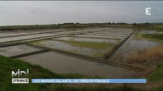 Les marais salants un trésor fragile de Guérande [upl. by Imiaj]