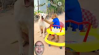 dog and monkey funny video 🐕 shorts ytshort monckey [upl. by Truelove]