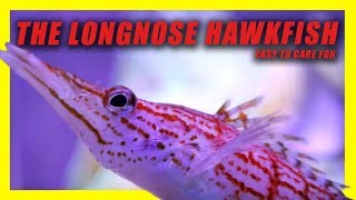 THE LONGNOSE HAWKFISH REEF SAFE [upl. by Ahsiened]