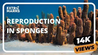 Do You Know  Reproduction in Sponges  Biology [upl. by Reinnej]