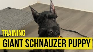 GIANT SCHNAUZER PUPPY Obedience TRAINING  12 weeks old  Royal Giant Schnauzers  GiantSchnauzer [upl. by Uzzial]